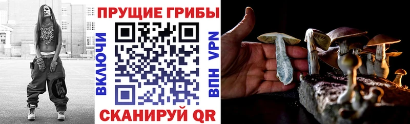Купить  Ардатов  Галлюциногенные грибы Cubensis 